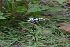 Knoxia wightiana